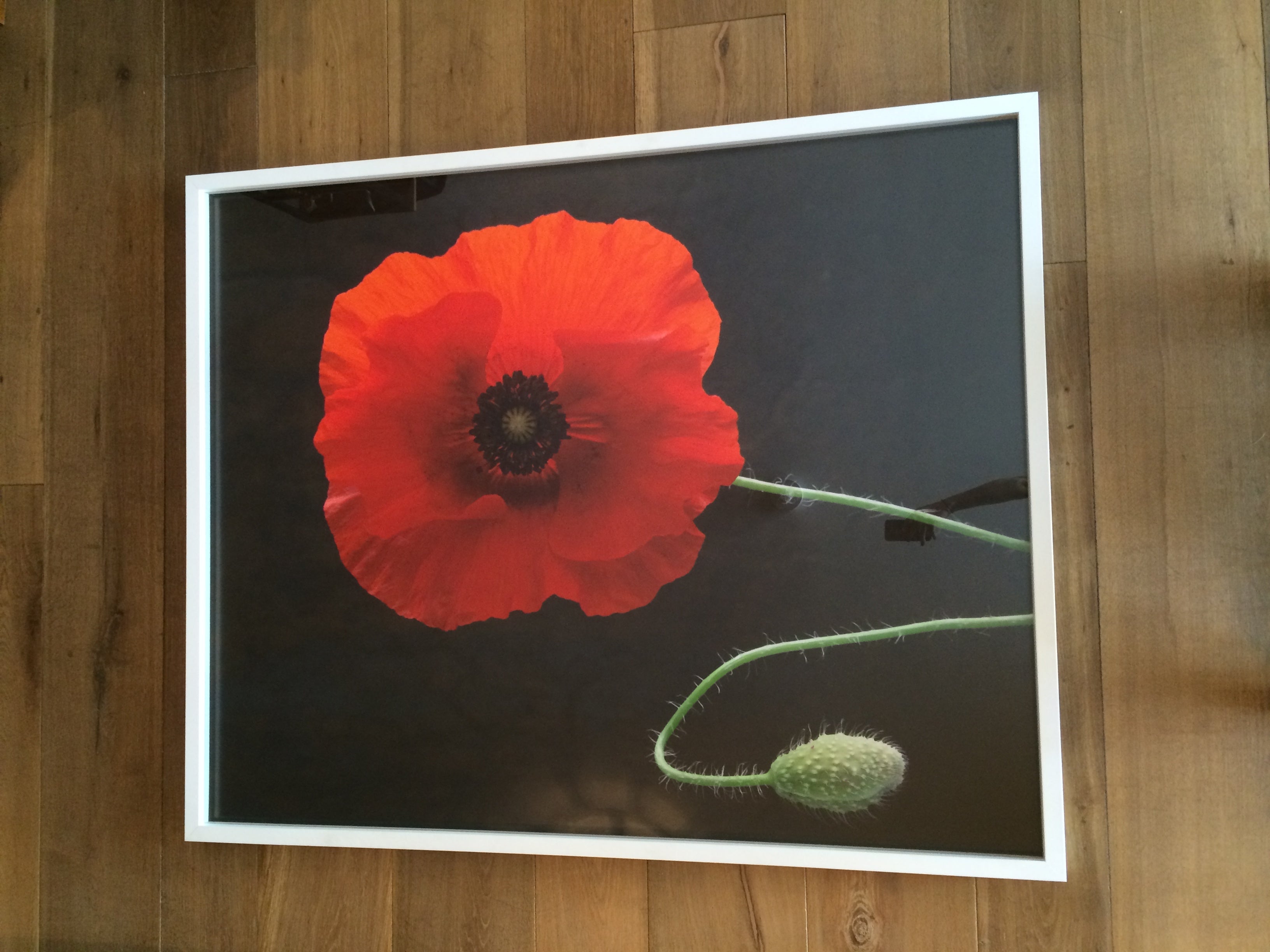 Red Poppy by Oberto Gili For Sale