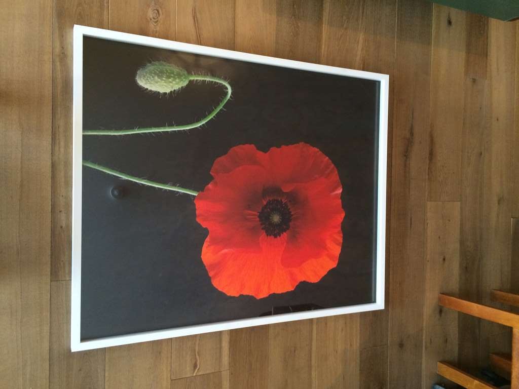 American Red Poppy by Oberto Gili For Sale