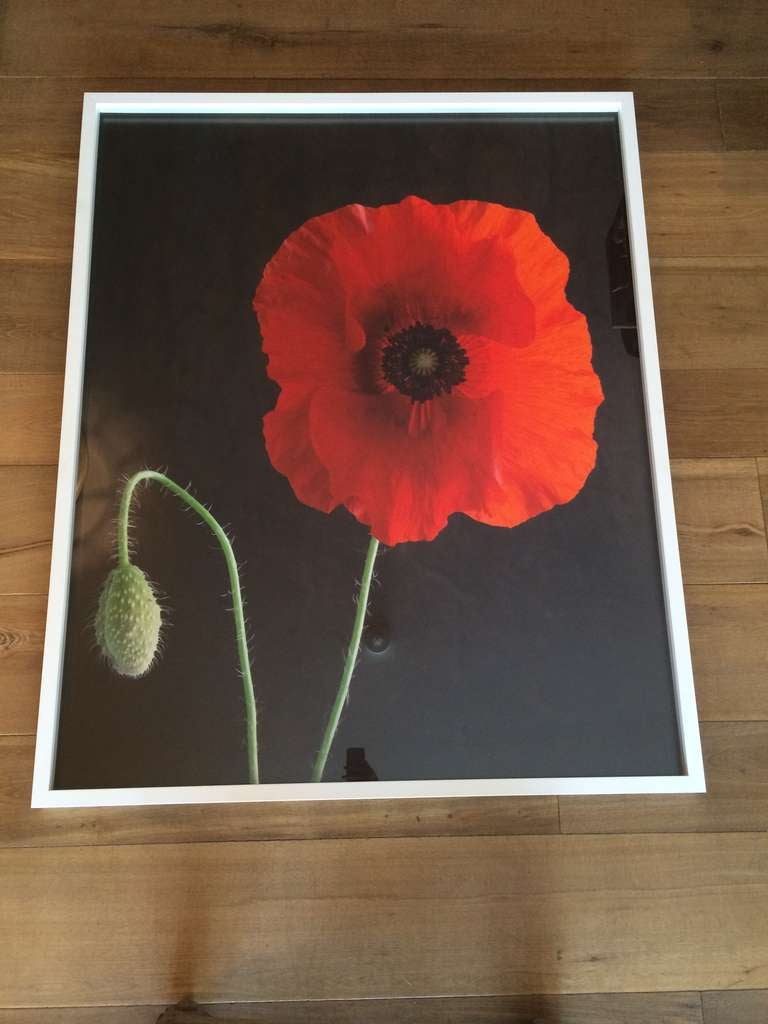 Red Poppy by Oberto Gili In Excellent Condition For Sale In West Hollywood, CA