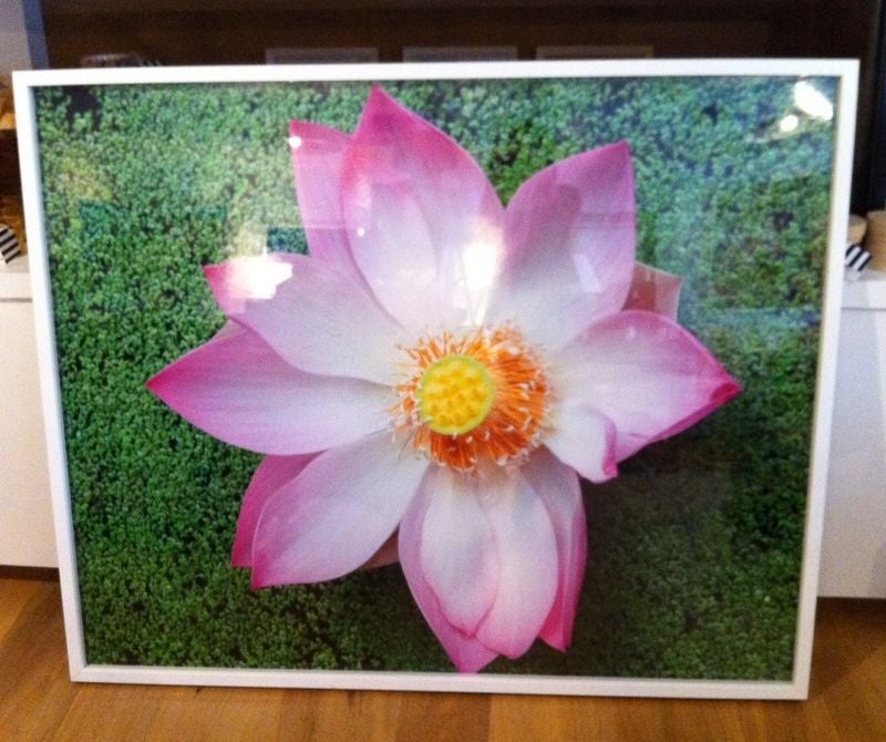 Photograph of a flower by Oberto Gili