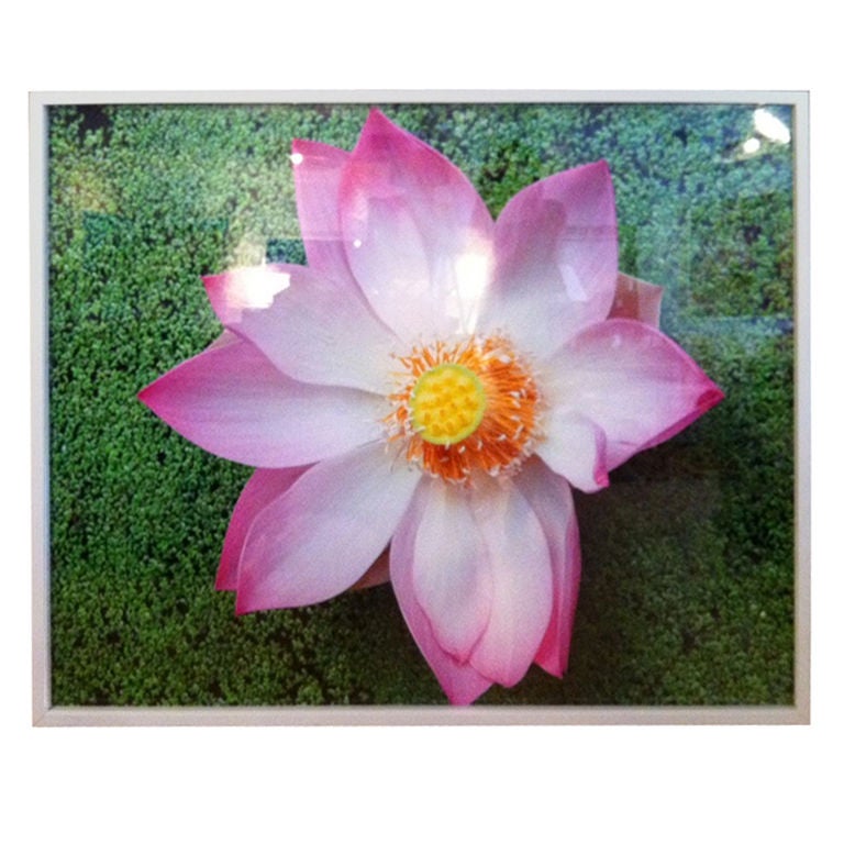Large Flower Photograph by Oberto Gili For Sale