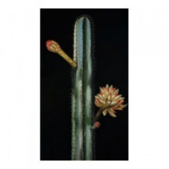 "Blue Cereus" Nathan Turner for Dutch Touch