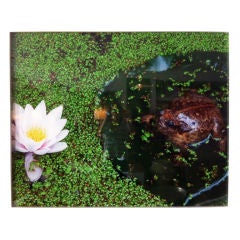 "Frog in a Pond" by Oberto Gili