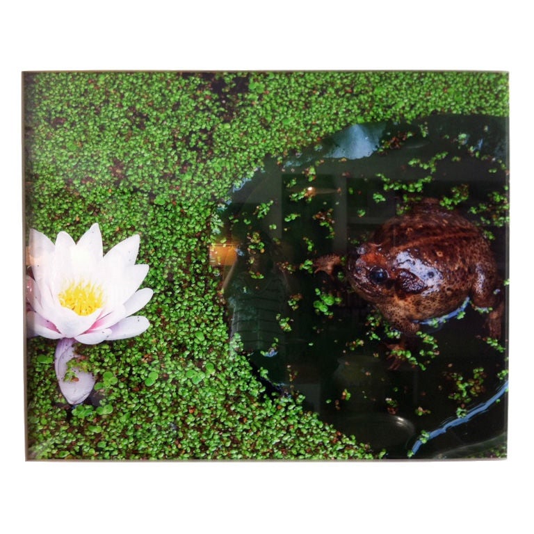 "Frog in a Pond" by Oberto Gili For Sale