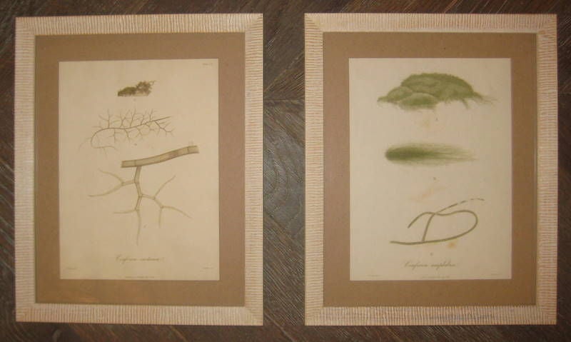 Collection of 7 seaweed prints. Price per print