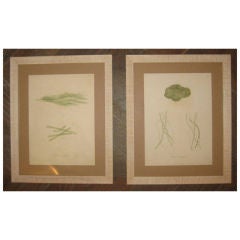 Vintage Seaweed Print