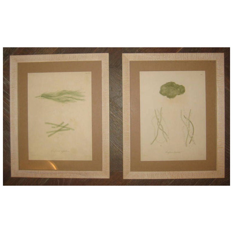 Seaweed Print For Sale
