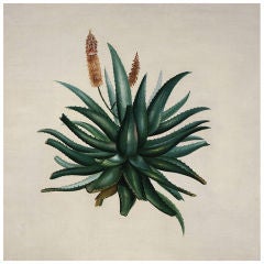 Vintage "Aloe No. 1" Nathan Turner for Dutch Touch