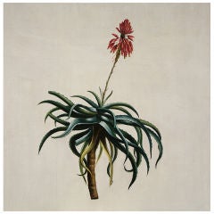 Vintage "Aloe No. 2" Nathan Turner for Dutch Touch