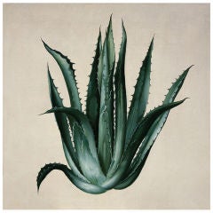 "Green Agave" Nathan Turner for Dutch Touch