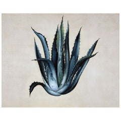 "Blue Agave" Nathan Turner for Dutch Touch