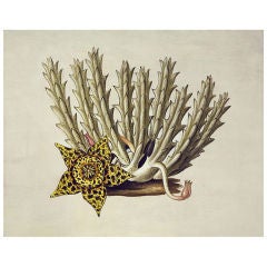 "Cereus with Star" Nathan Turner for Dutch Touch