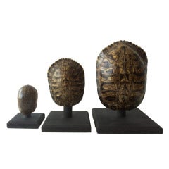 Vintage Turtle Shells on Stands