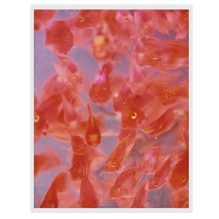 "Goldfish" photograph by Oberto Gili For Sale