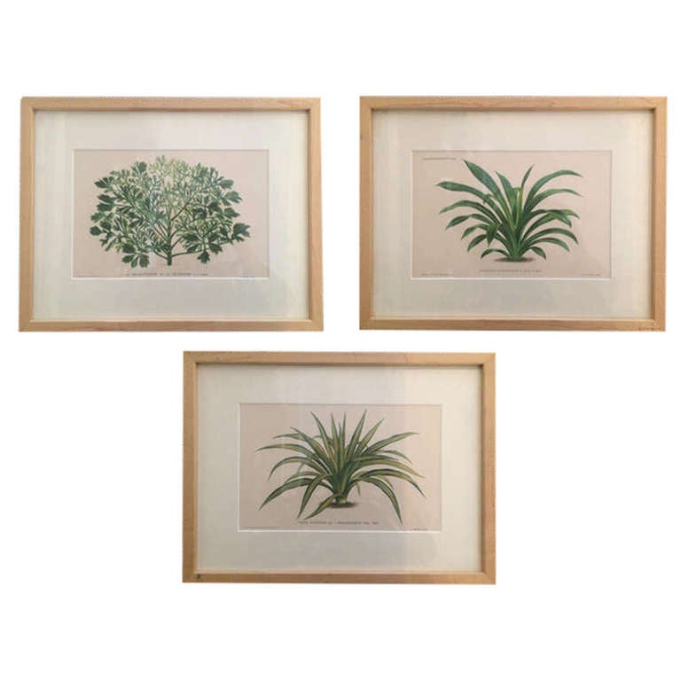 Vintage Botanical Prints at 1stdibs
