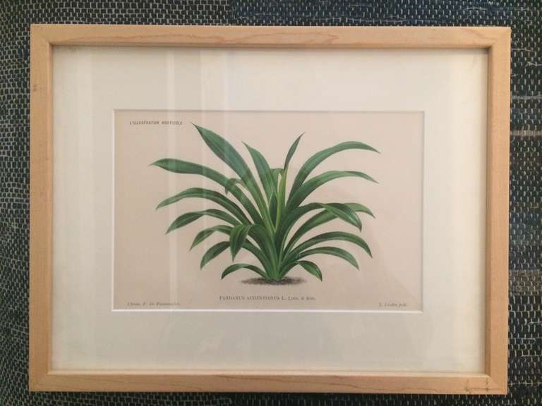 Vintage Botanical Prints In Excellent Condition In West Hollywood, CA