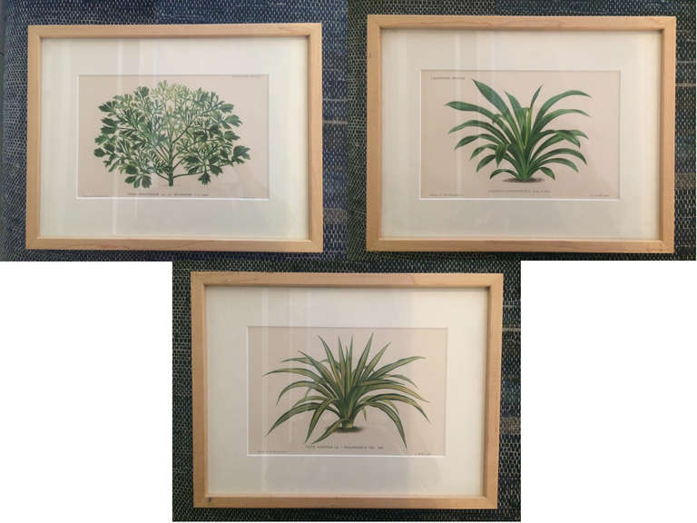 Vintage Green and Natural Botanical Prints