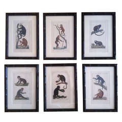 Monkey Prints. c1850 France.