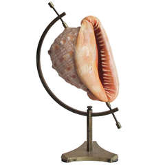 "Apricot" Spiked Conch Shell Displayed on a Crescent Brass Stand