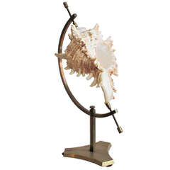 "Ivory" and "Copper" Spiked Conch Shell Displayed on a Crescent Brass Stand