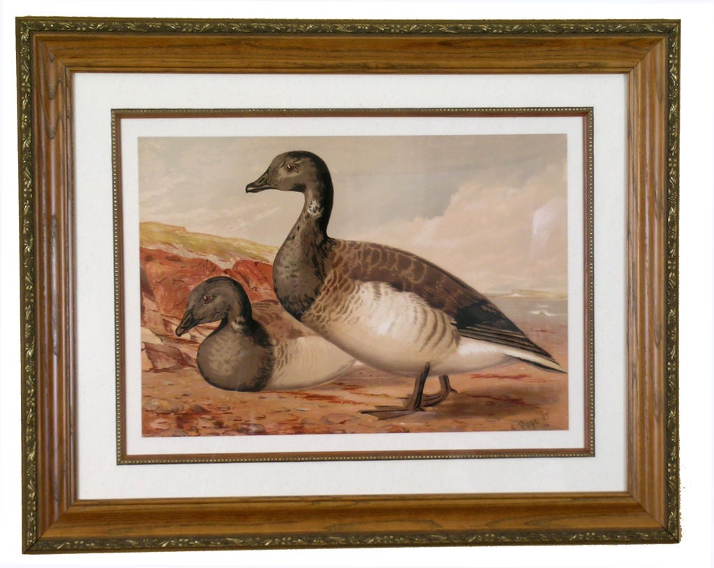 Birds:  Set of 6 Water Fowl by Alexander Pope