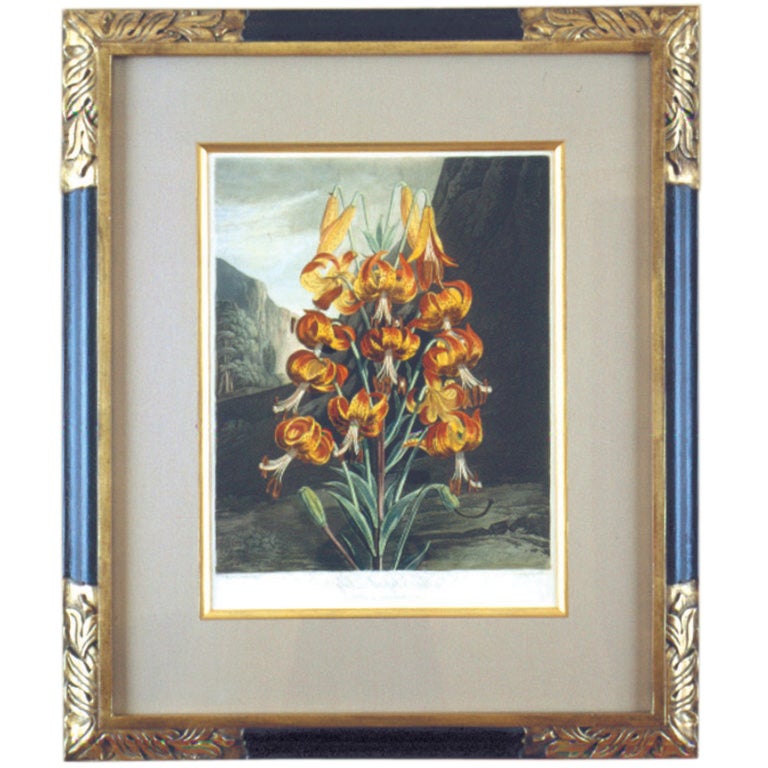 Botanical:  The Superb Lily For Sale