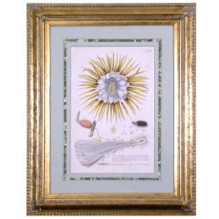 Antique Botanical:  Cereus