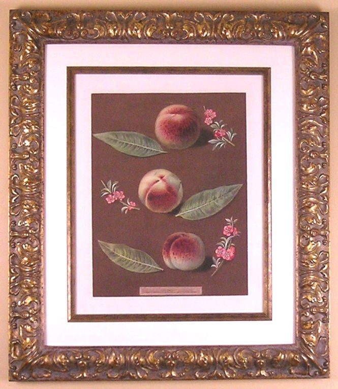 Botanical:  Pair of Pomona Britannica Fruit Engravings:  Peaches, Pears