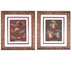 Used Botanical:  Pair of Pomona Britannica Fruit Engravings:  Peaches, Pears