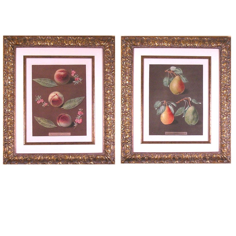 Botanical:  Pair of Pomona Britannica Fruit Engravings:  Peaches, Pears For Sale