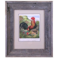 Set of 6 Chicken Lithographs from 1880