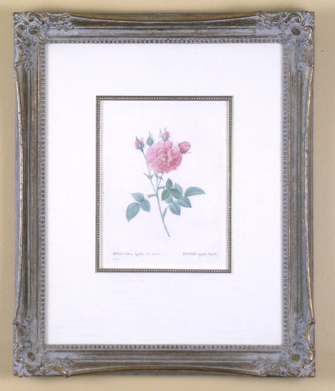 Pair of Roses By Redoute, Paris 1824.