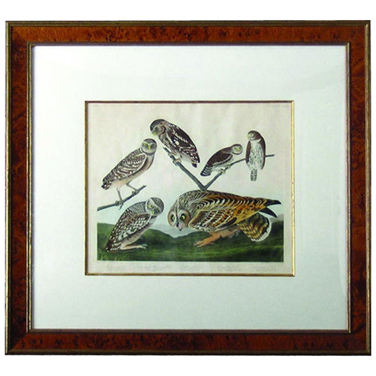 Birds:  Audubon Burrowing Owl For Sale