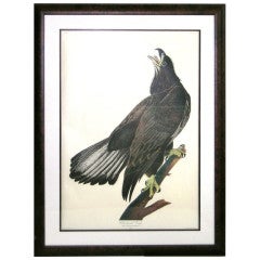 Birds:  Audubon White Headed Eagle (Young)