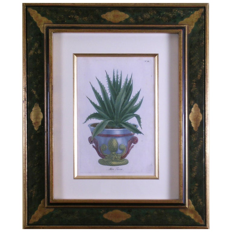 Botanical:  Aloe Ferox For Sale