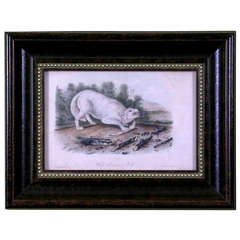 Antique Animal Audubon:  White American Wolf