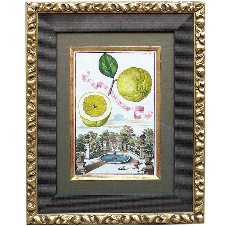 Botanical Fruit:  Lemons For Sale