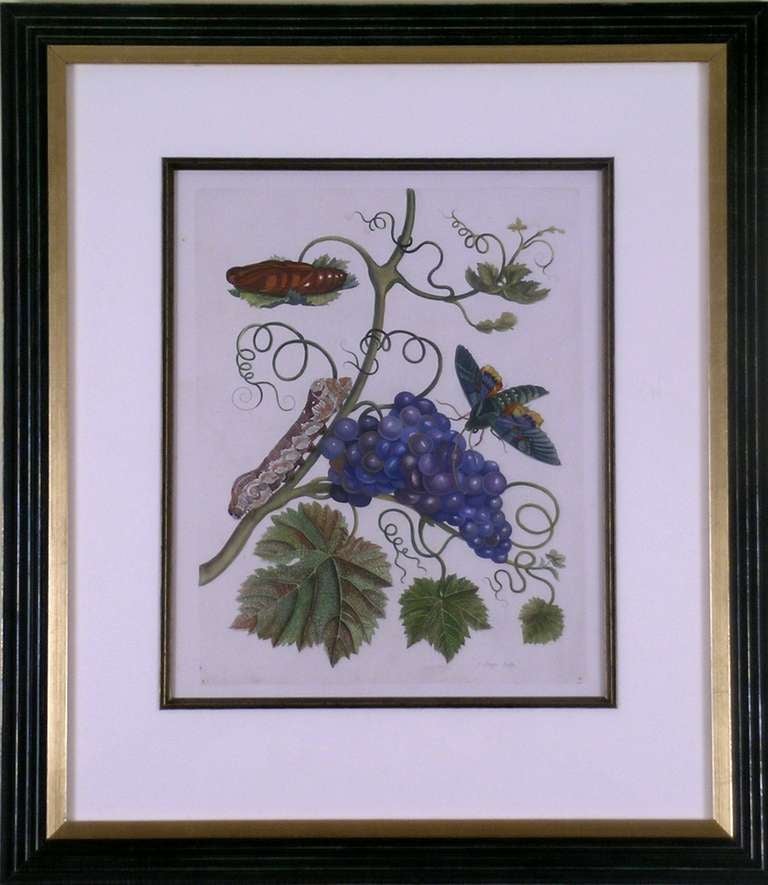 Botanical  Insect:  Purple Grapes XXXIV