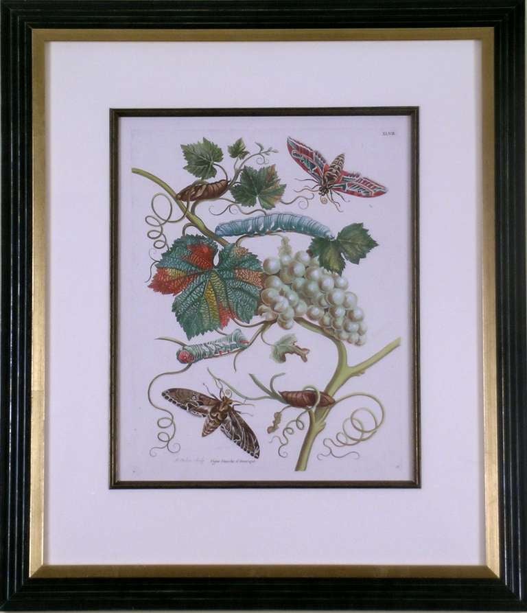 Botanical  Insect: Vigne Blanche d'Amerique XLVII (White Grape)