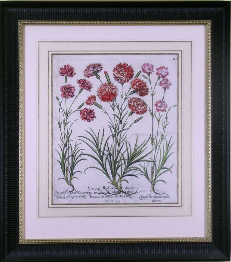 Botanical: Caryophyllus Major (An excellent pairing with "Caryophyllus Flore".)