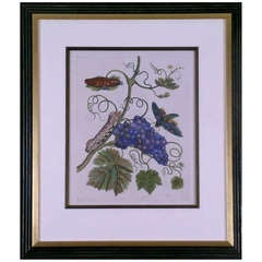 Botanical  Insect:  Purple Grapes XXXIV