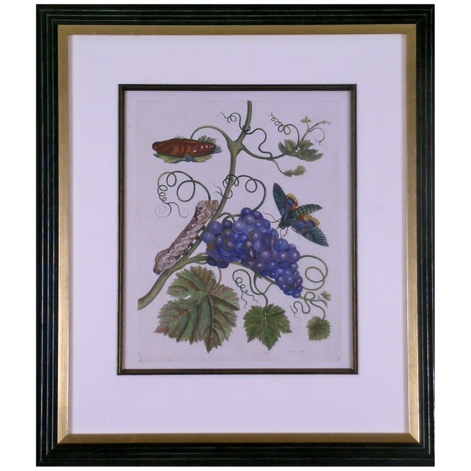 Botanical  Insect:  Purple Grapes XXXIV For Sale