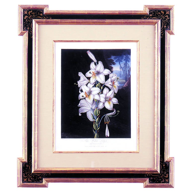 Botanical Thornton, "The White Lily" For Sale