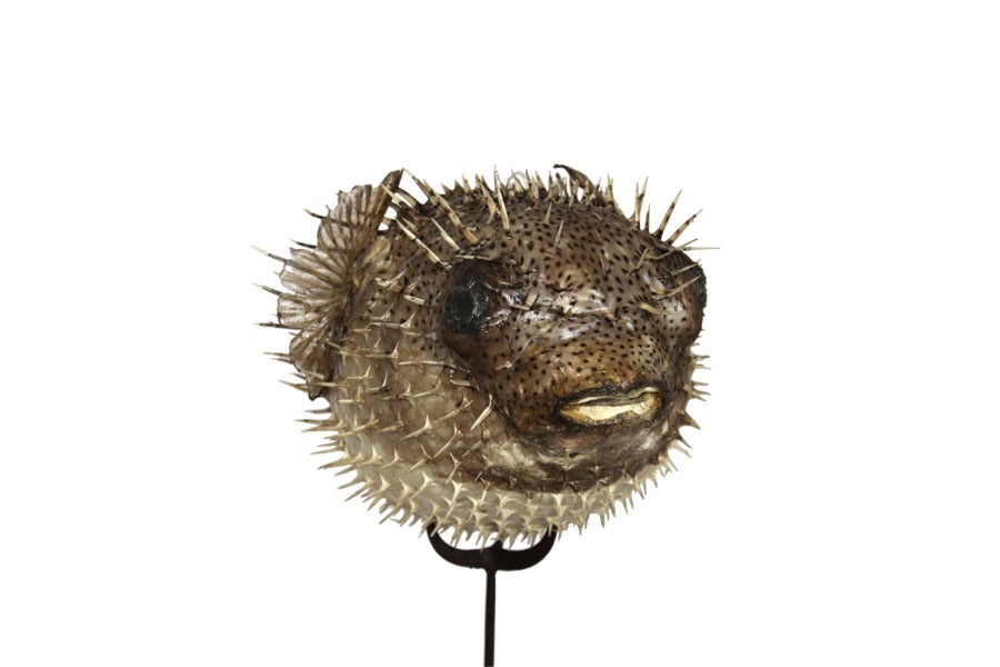 This specimen, a vintage preserved puffer fish displayed on simple metal stand, invites curiosity.
