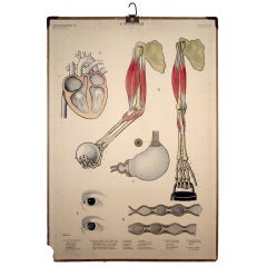 Vintage Swedish Mid-Century Medical Educational Diagram 7
