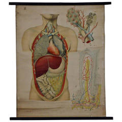 Antique Anatomical Chart Architecture of the Human Anatomy by E. Hoelemann 7