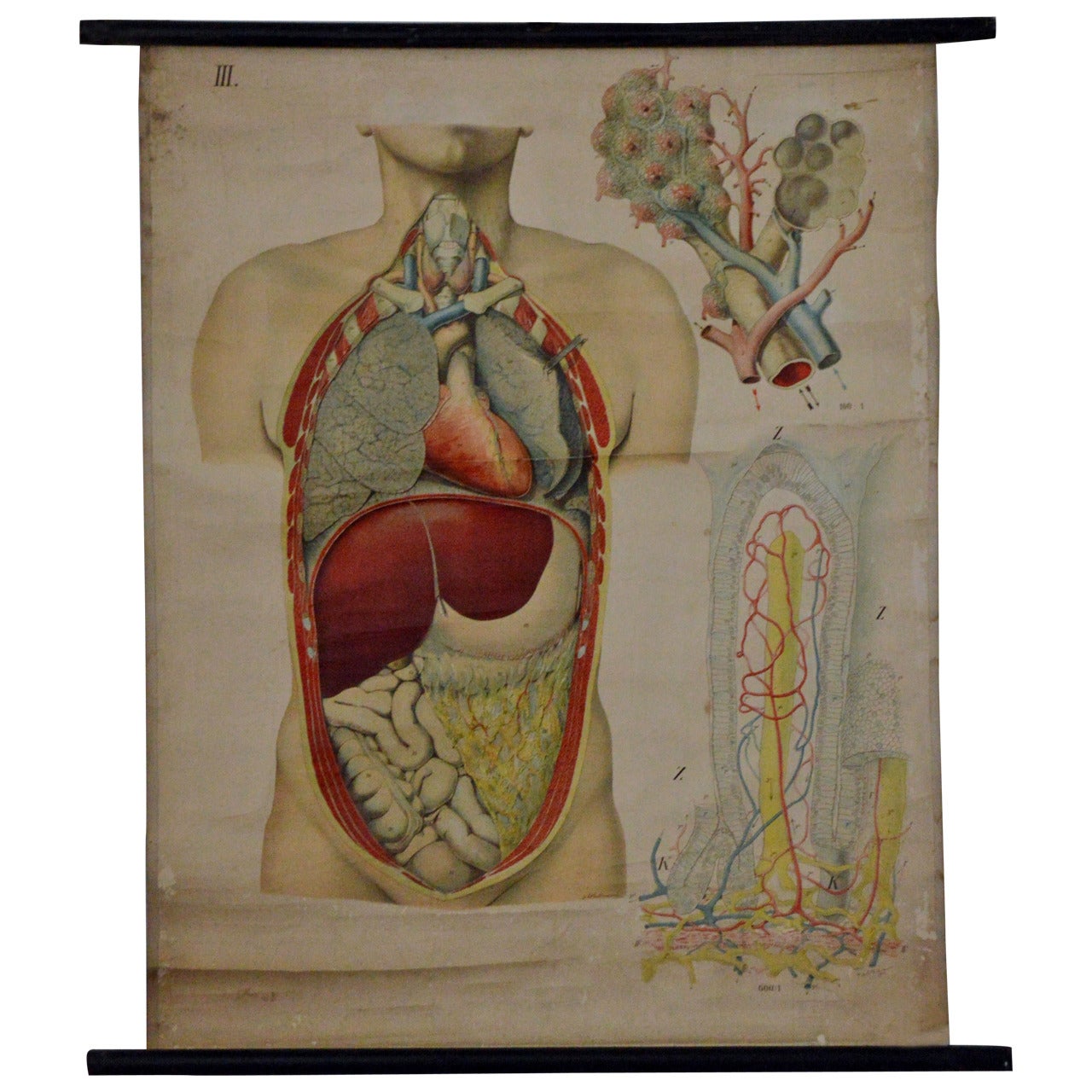 Antike Anatomische Zeichnung der menschlichen Anatomie von E. Hoelemann