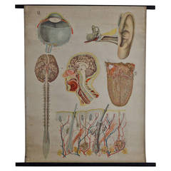 Antique Anatomical Chart Architecture of the Human Anatomy by E. Hoelemann 6
