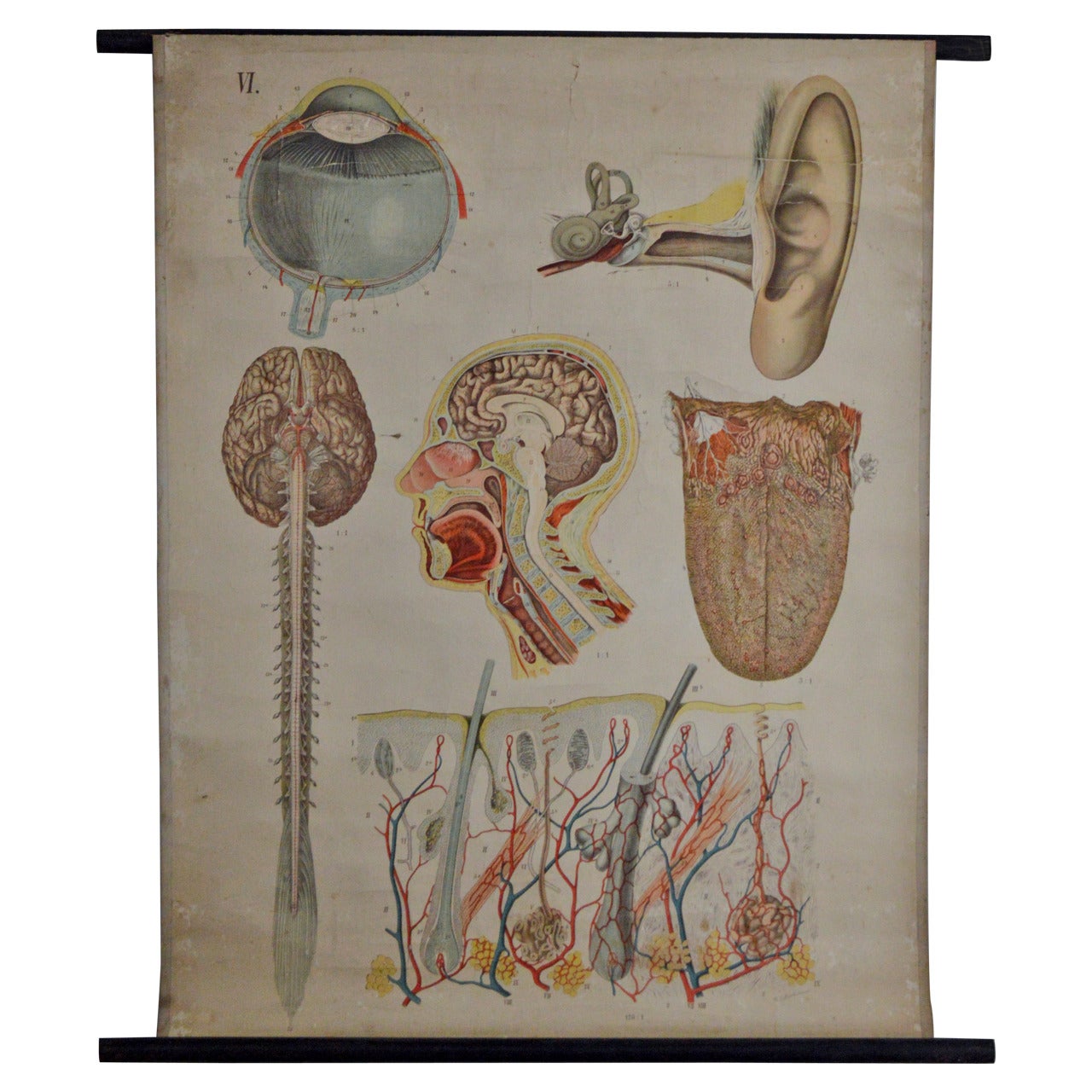 Tableau anatomique ancien Architecture de l'anatomie humaine par E. Hoelemann en vente