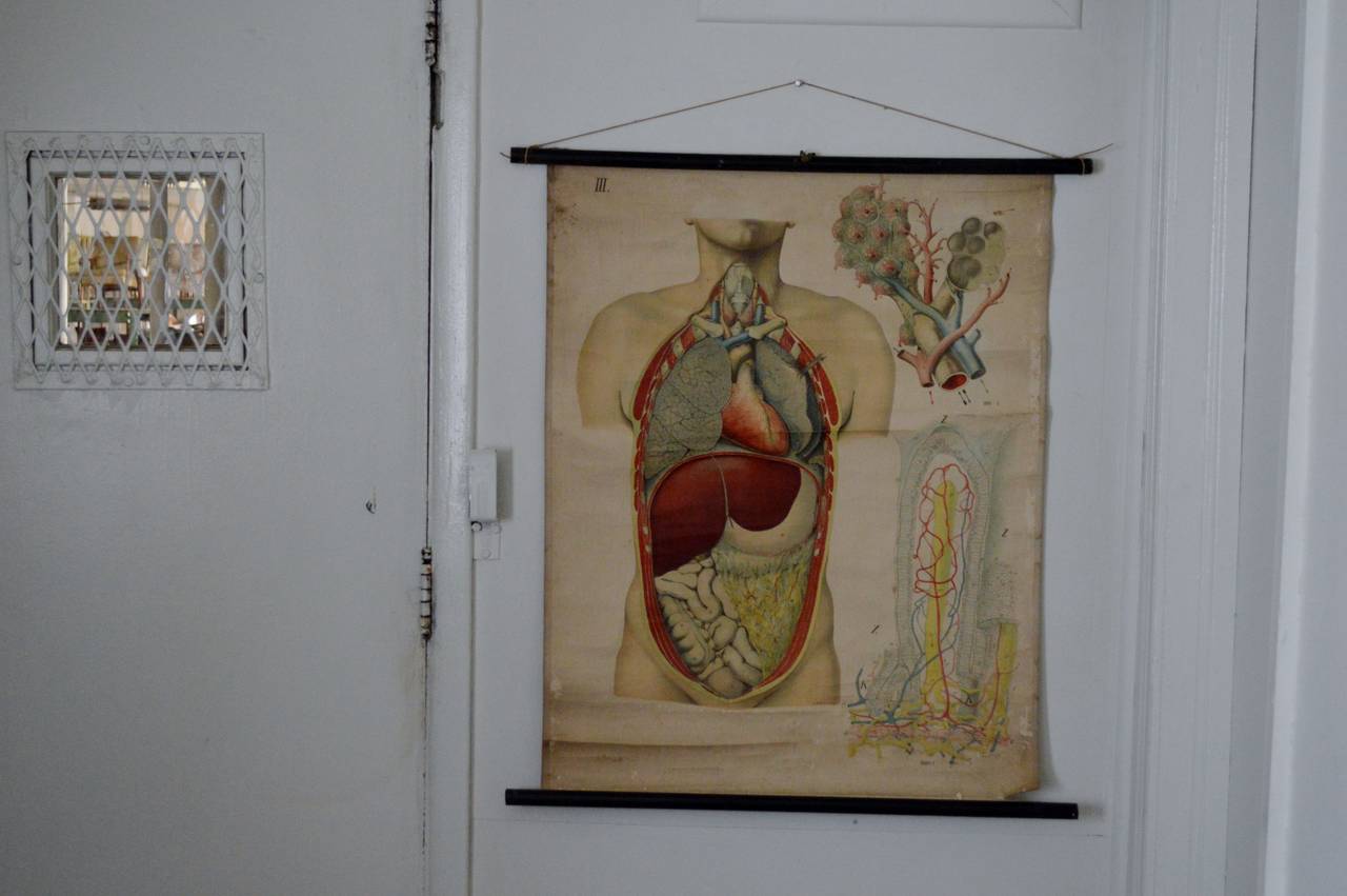 A great antique anatomical chart depicting the thoracic region and abdominal organs. the chart is sheet number III as part of the architecture of human anatomy issued by E.Hoelemann ca.1908, Meinhold Verlagsgesellschaft Dresden. color printing on